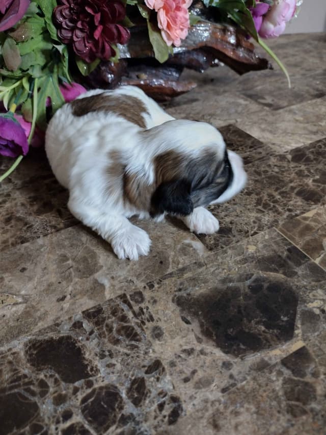 Havanese Puppies media 4