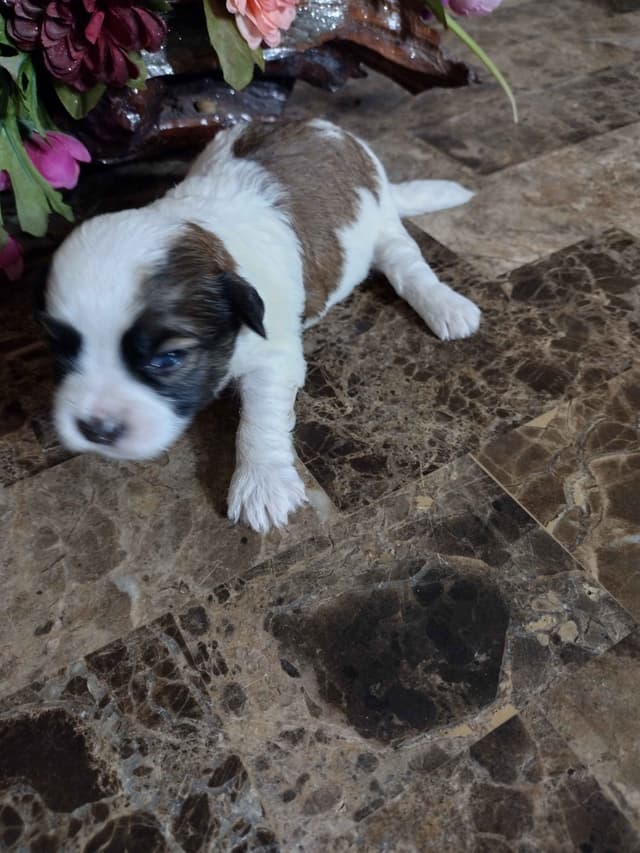 Havanese Puppies media 5