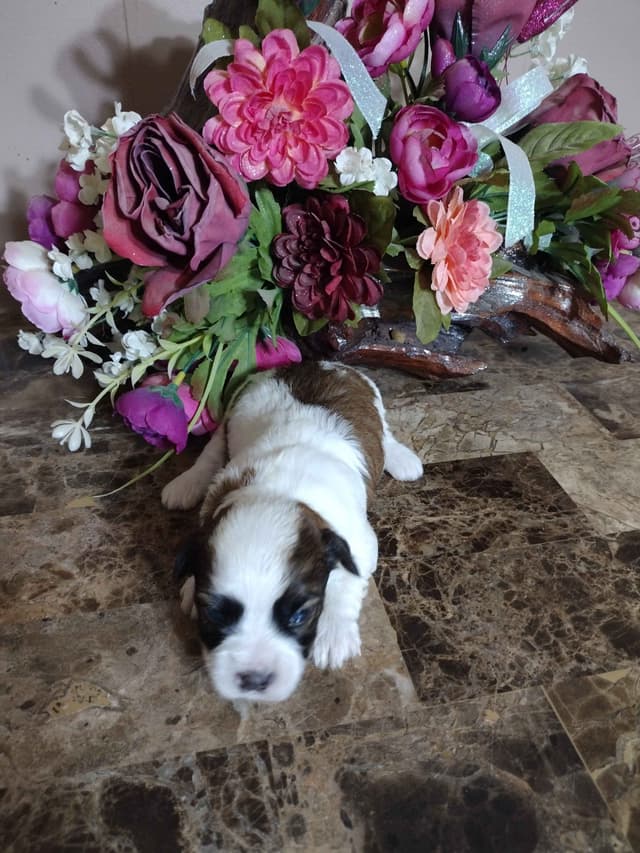 Havanese Puppies media 6