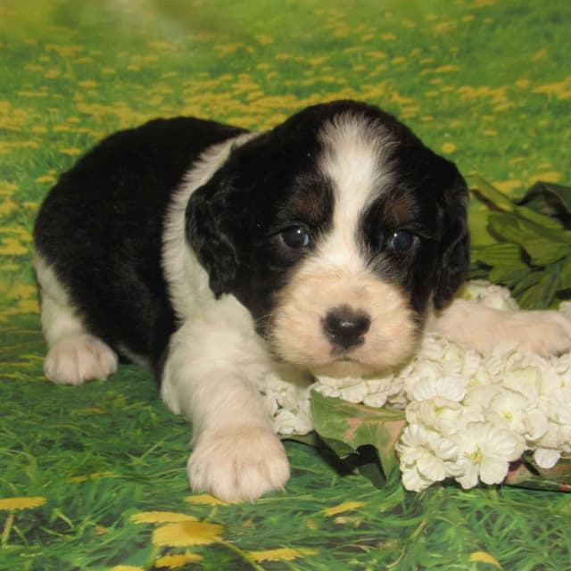 English Springer Spaniel Puppies media 2