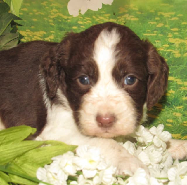 English Springer Spaniel Puppies media 4