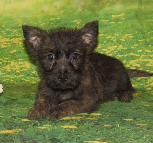 Cairn Terrier Puppies media 2