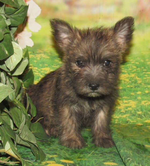 Cairn Terrier Puppies media 3