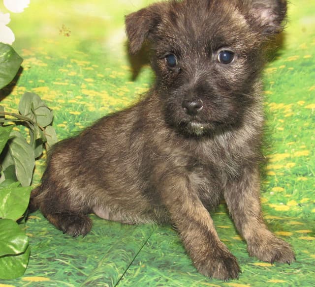 Cairn Terrier Puppies media 4