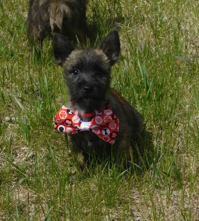 Cairn Terrier Puppies media 5
