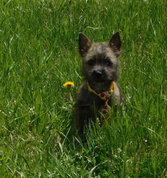 Cairn Terrier Puppies media 6