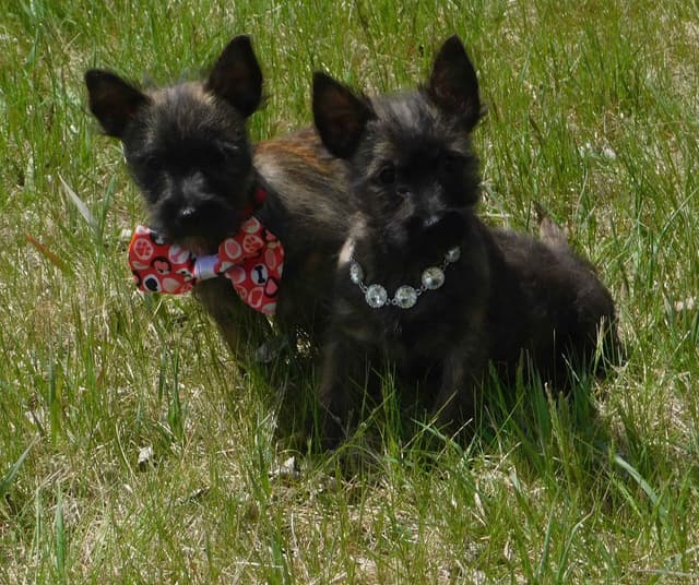 Cairn Terrier Puppies media 7