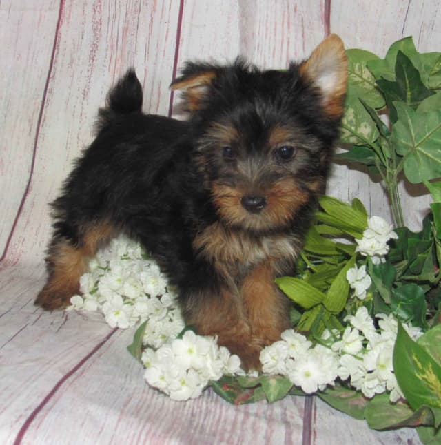 Silky Terrier Puppies media 2