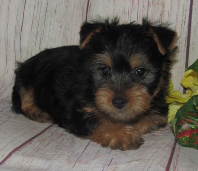 Silky Terrier Puppies media 3