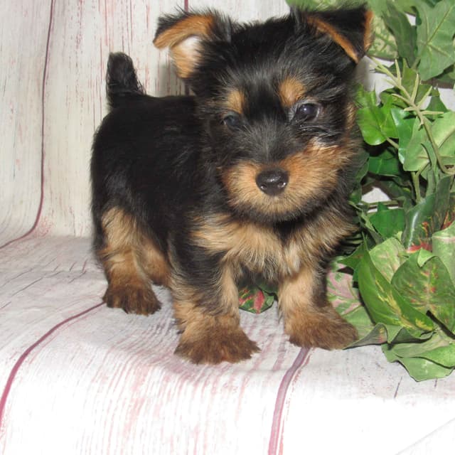 Silky Terrier Puppies media 4