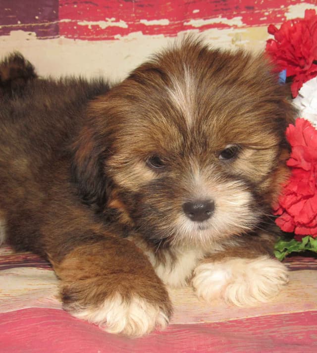 Lhasa Apso Puppies media 2
