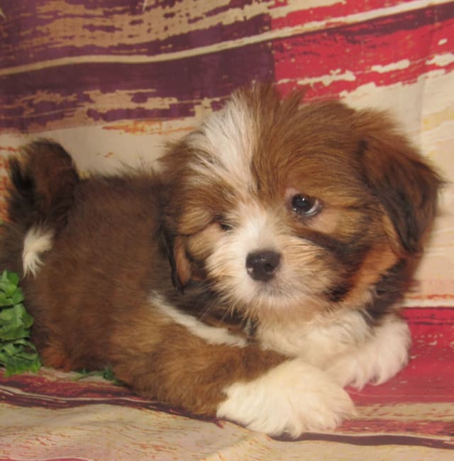 Lhasa Apso Puppies media 3