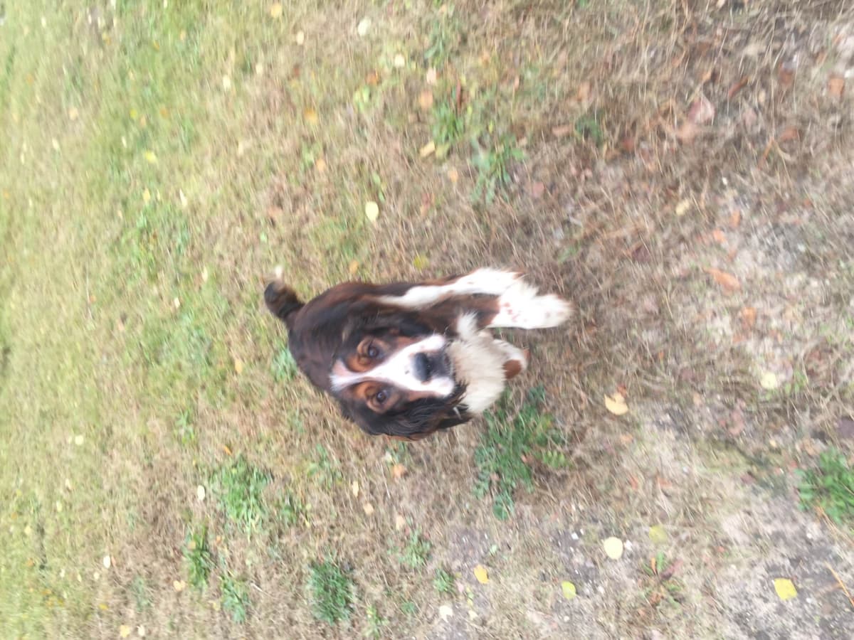 English Springer Spaniel Puppies breeder image 3