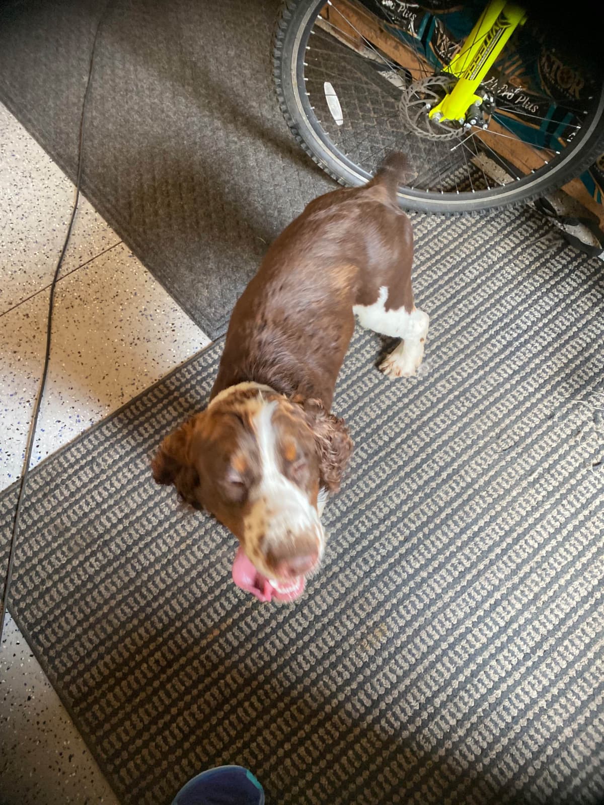 English Springer Spaniel Puppies breeder image 5