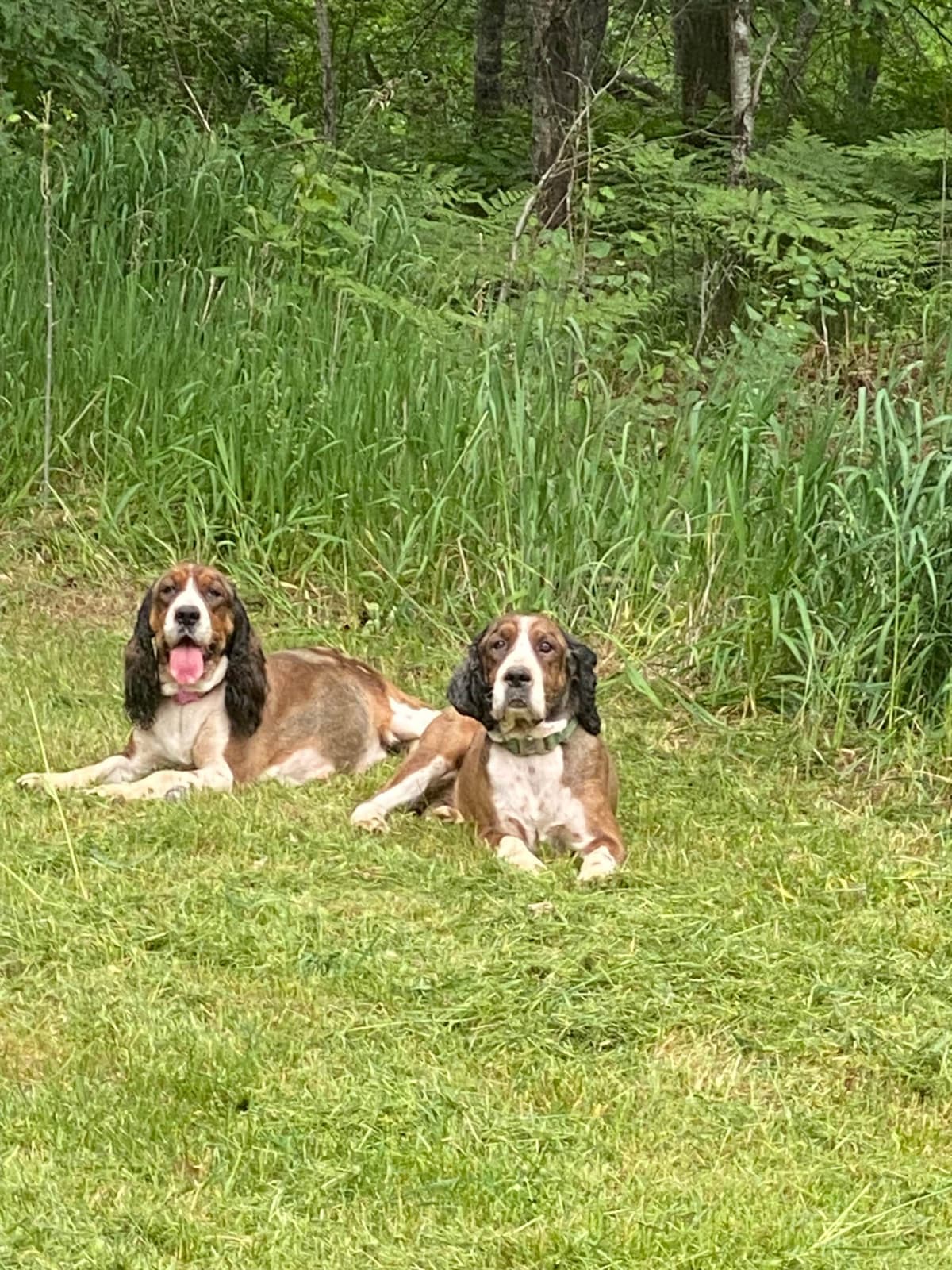 English Springer Spaniel Puppies breeder image 6