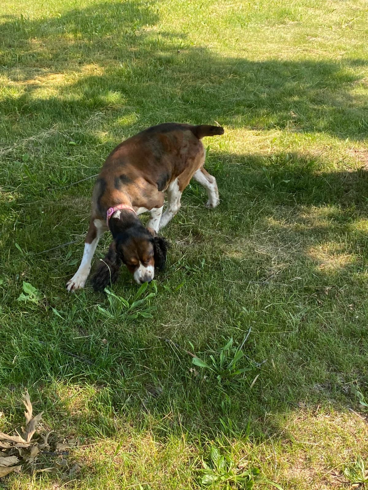 English Springer Spaniel Puppies breeder image 8
