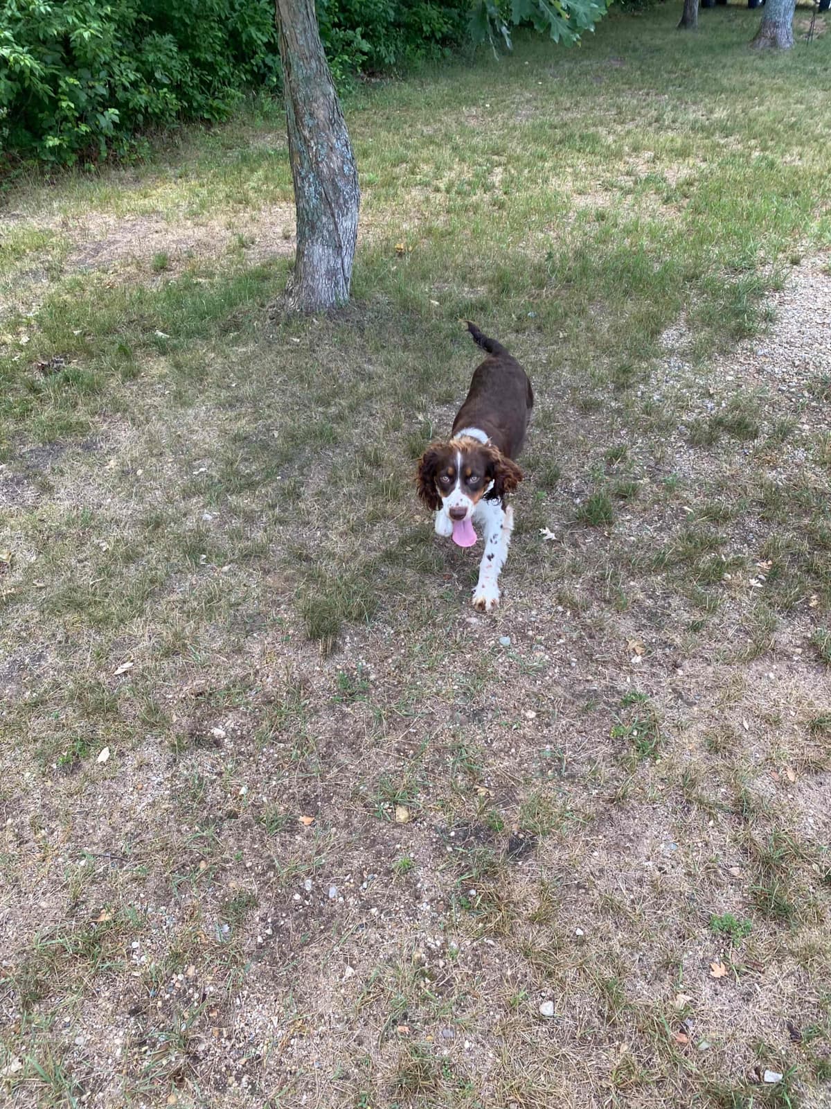 English Springer Spaniel Puppies breeder image 13