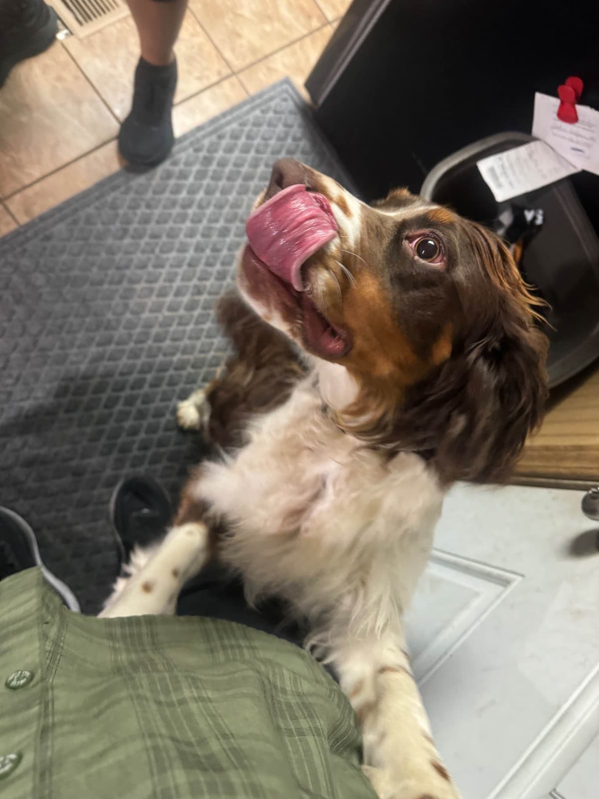 English Springer Spaniel Puppies breeder image 14