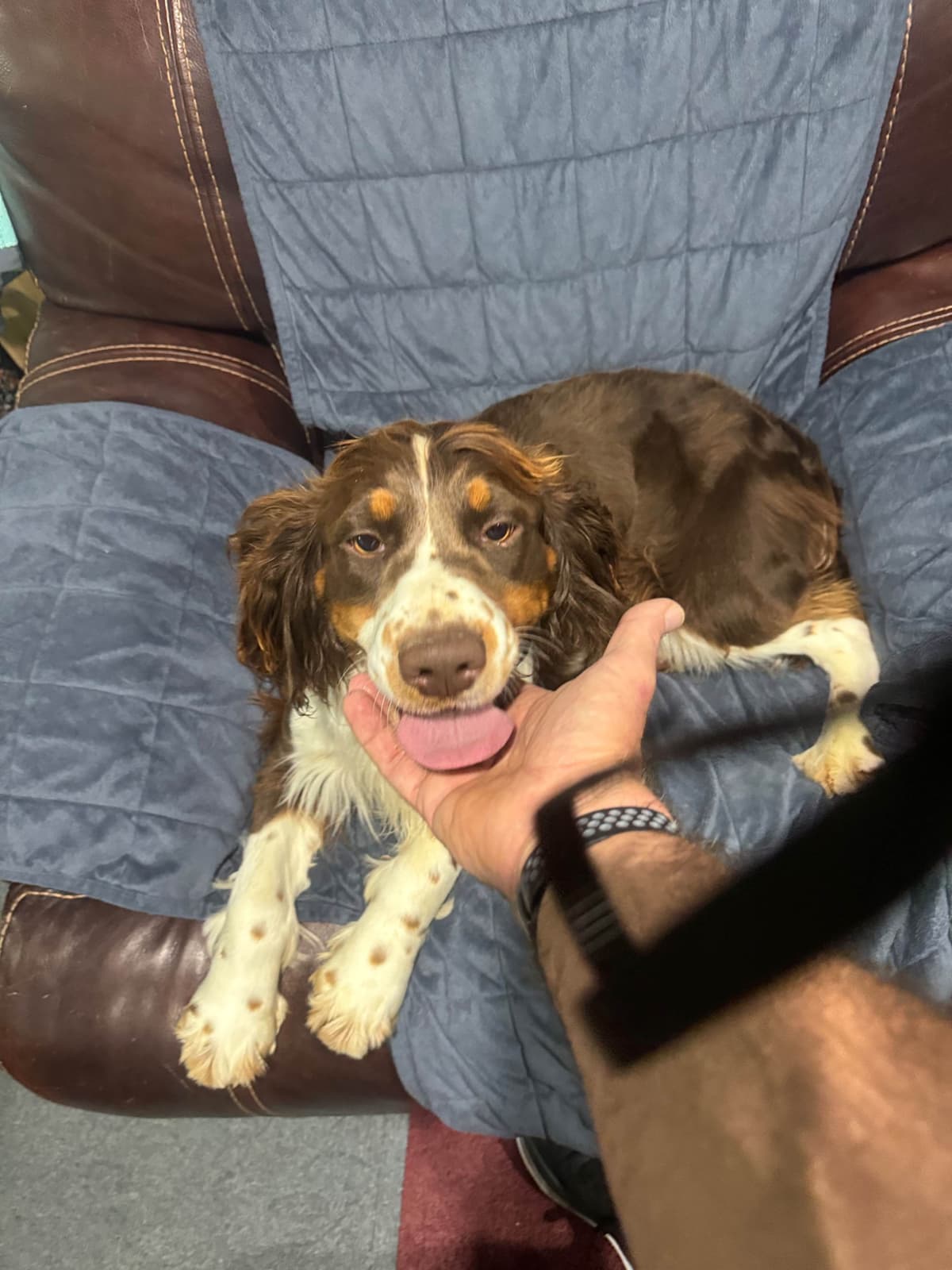 English Springer Spaniel Puppies breeder image 15