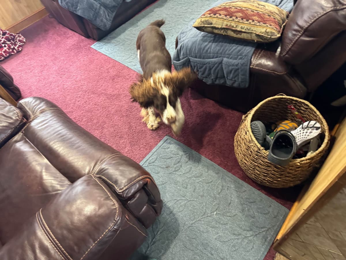 English Springer Spaniel Puppies breeder image 16