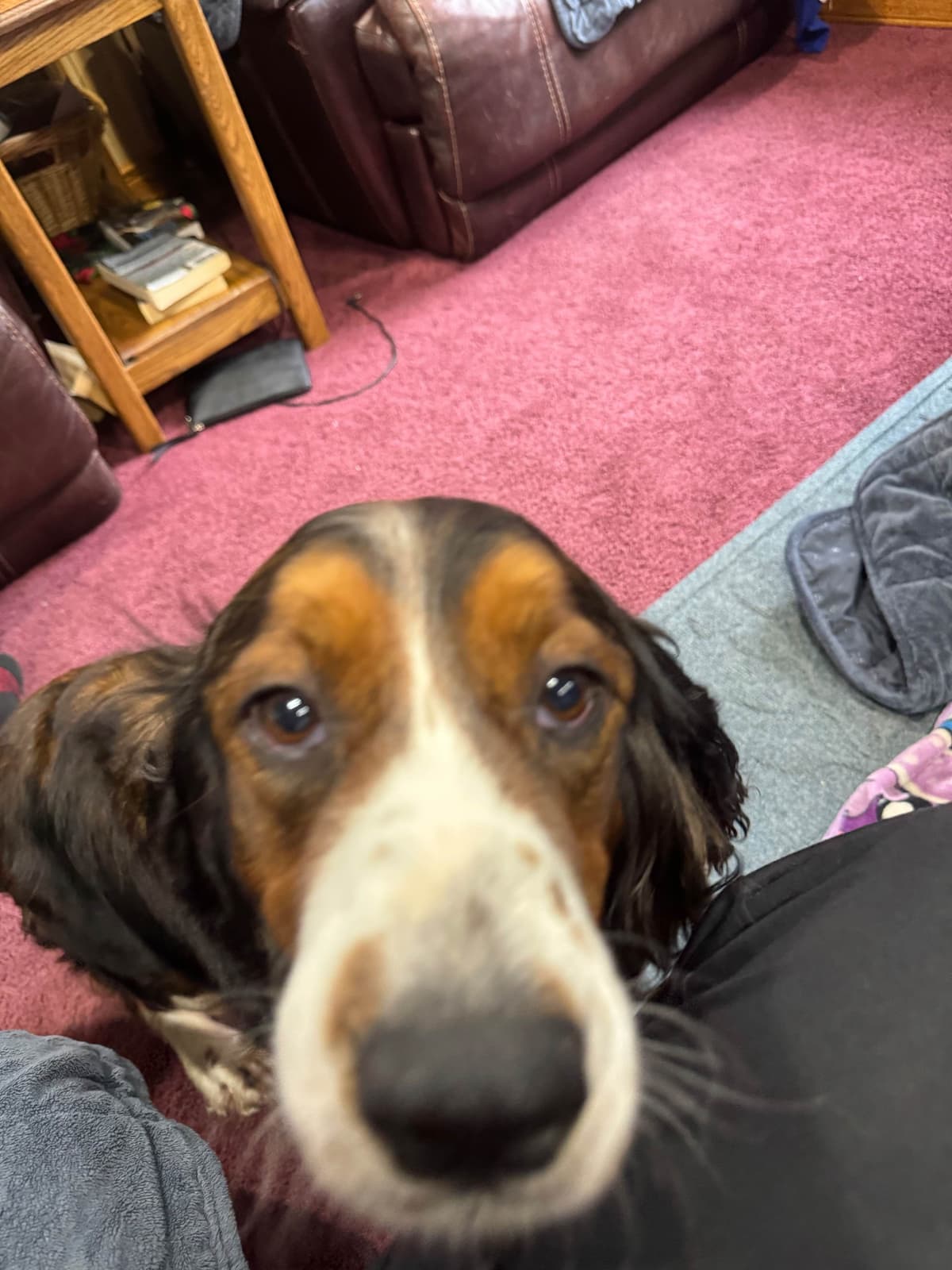 English Springer Spaniel Puppies breeder image 17