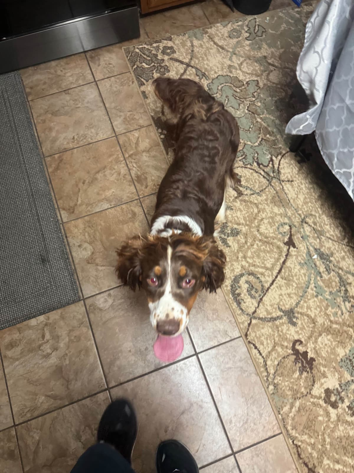 English Springer Spaniel Puppies breeder image 19