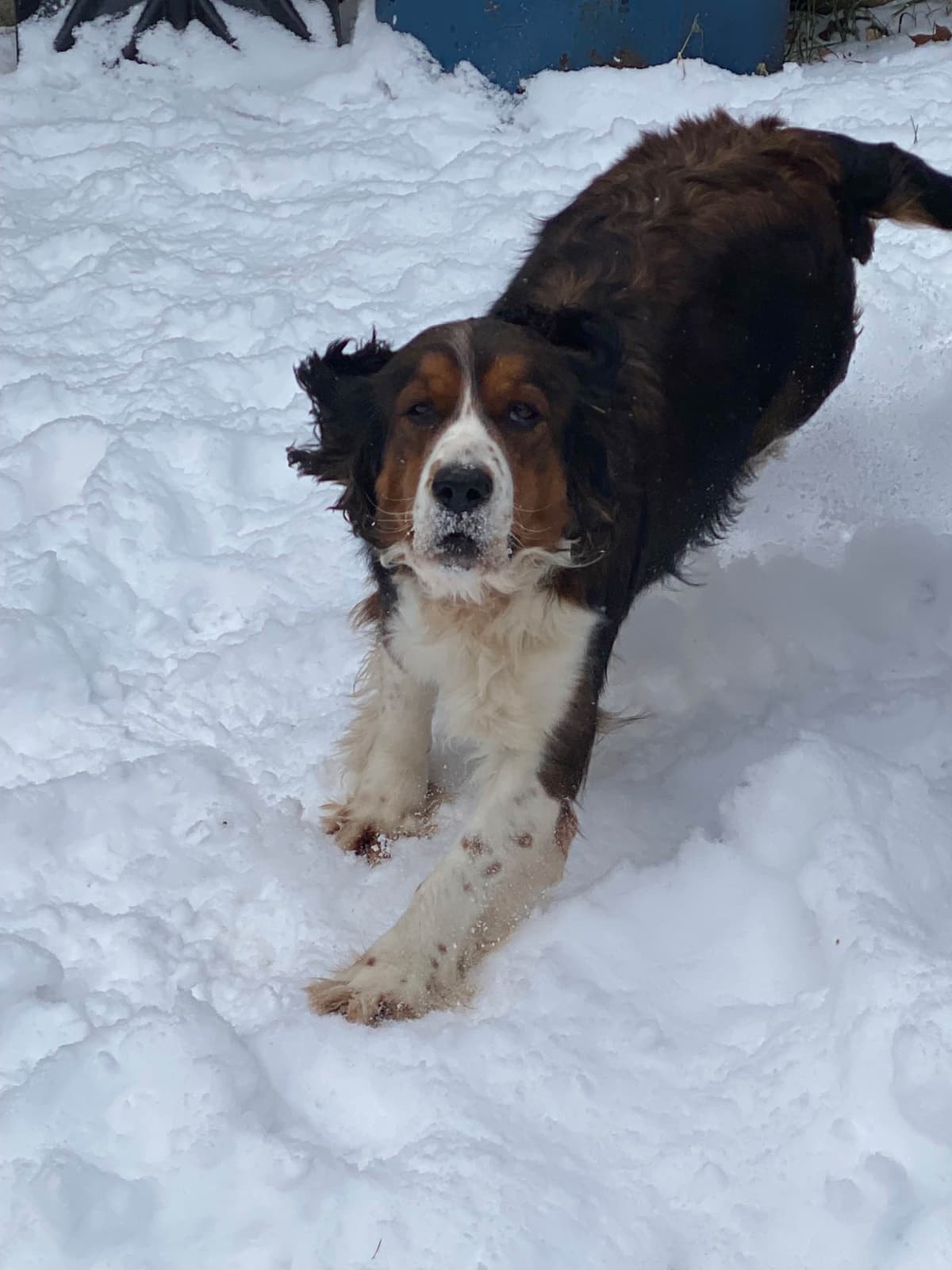 English Springer Spaniel Puppies breeder image 21