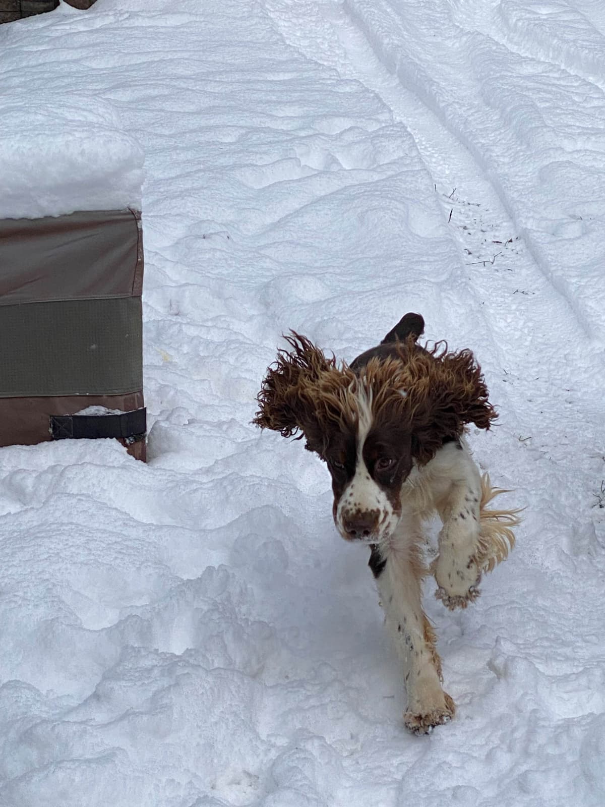 English Springer Spaniel Puppies breeder image 23