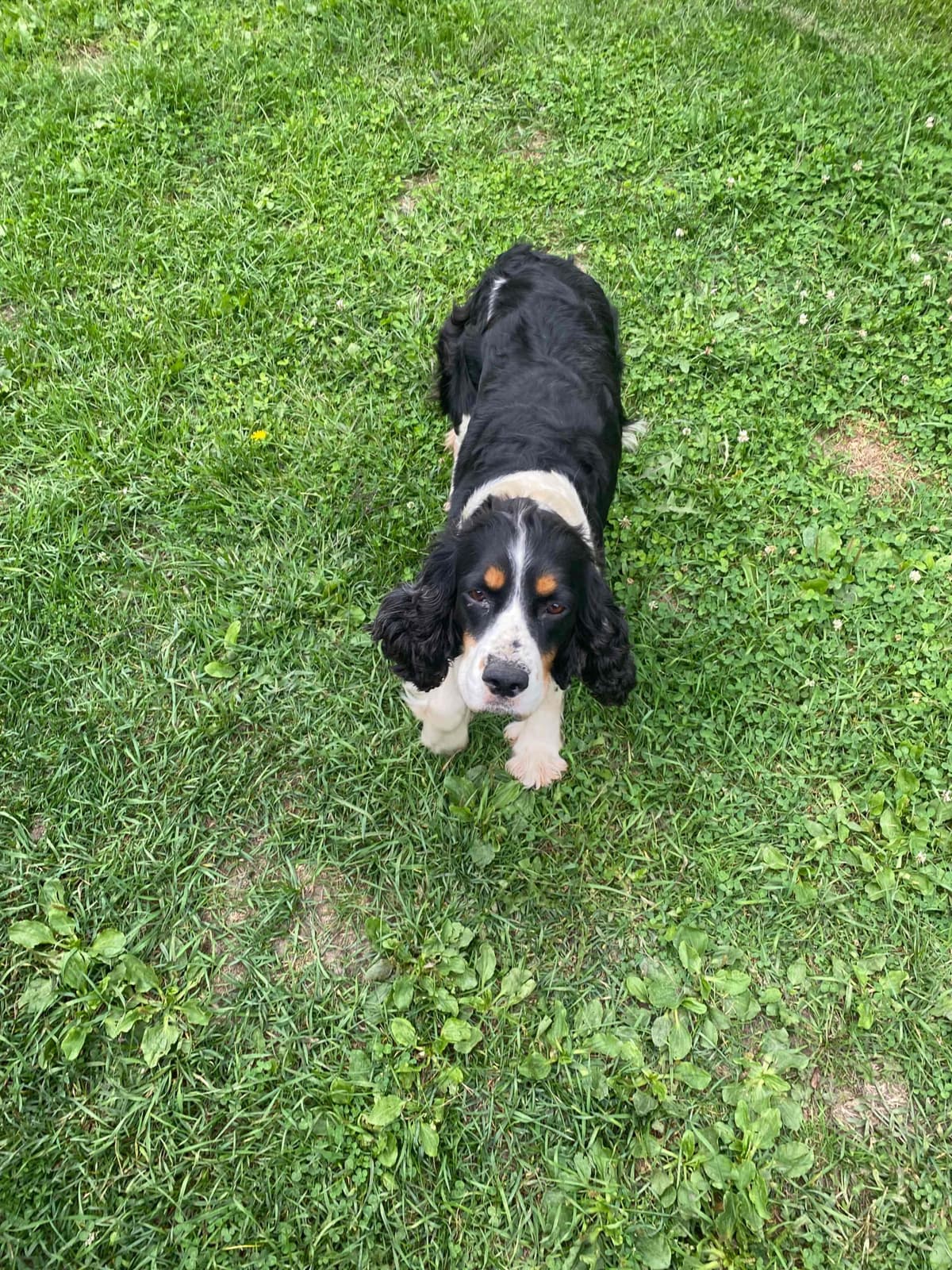 English Springer Spaniel Puppies breeder image 24