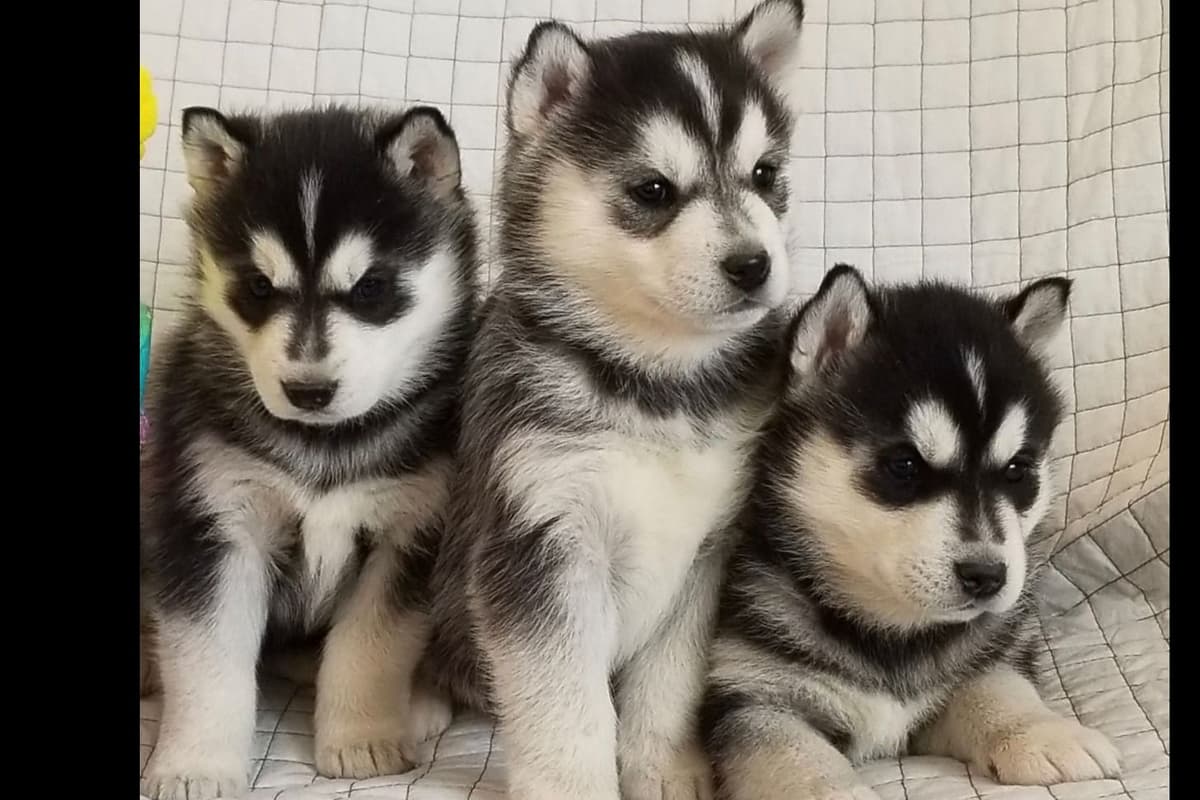 AKC Champion Bloodline Siberian Husky Puppies breeder image 3