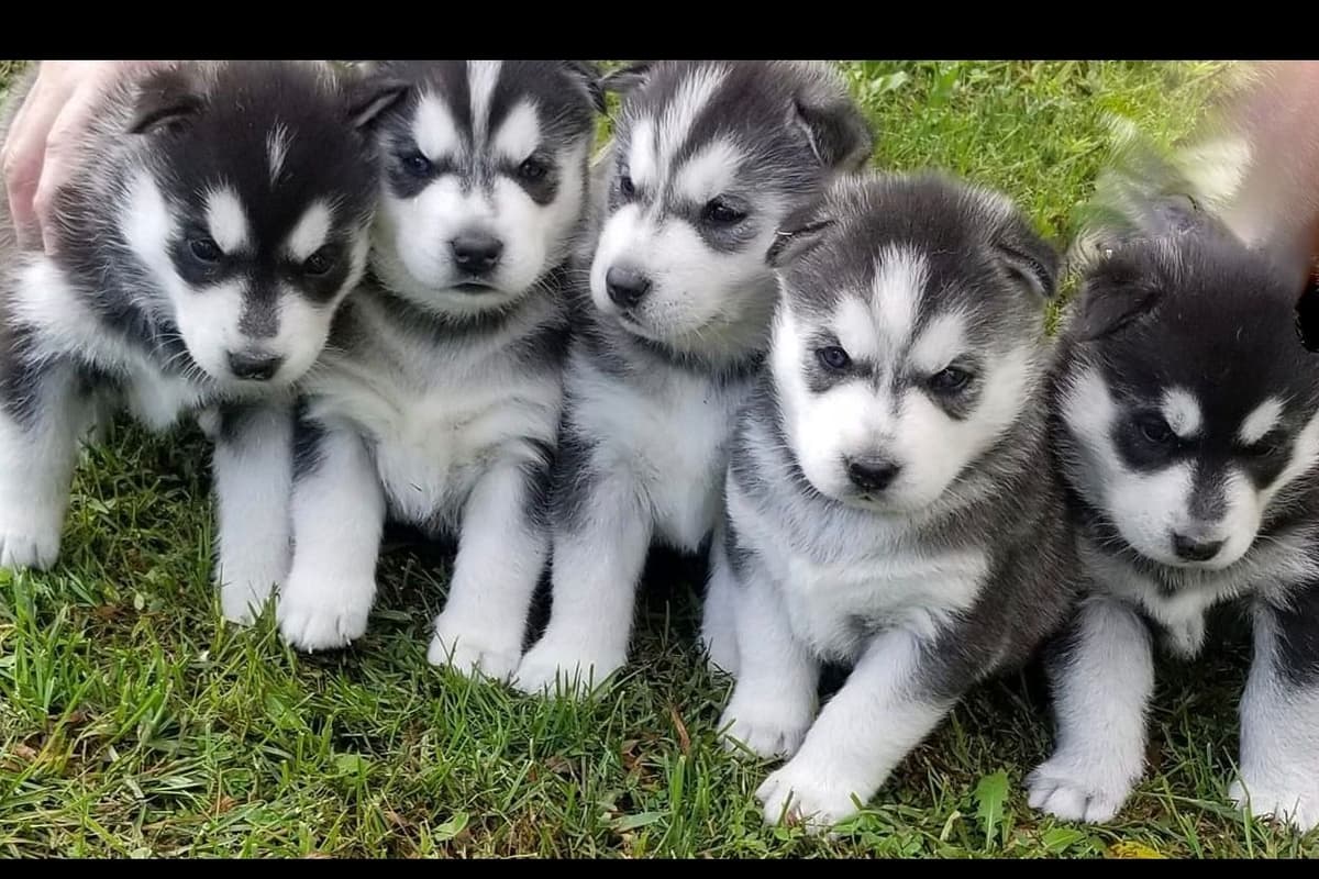 AKC Champion Bloodline Siberian Husky Puppies breeder image 4