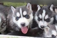 AKC Champion Bloodline Siberian Husky Puppies breeder image 5