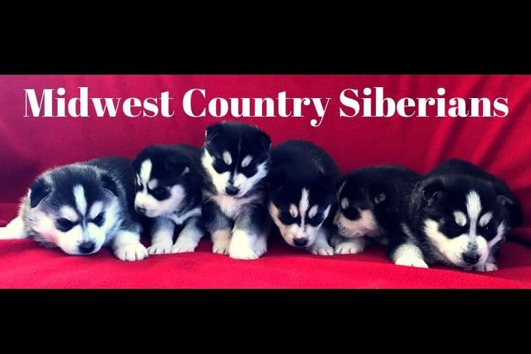 AKC Champion Bloodline Siberian Husky Puppies breeder image 2