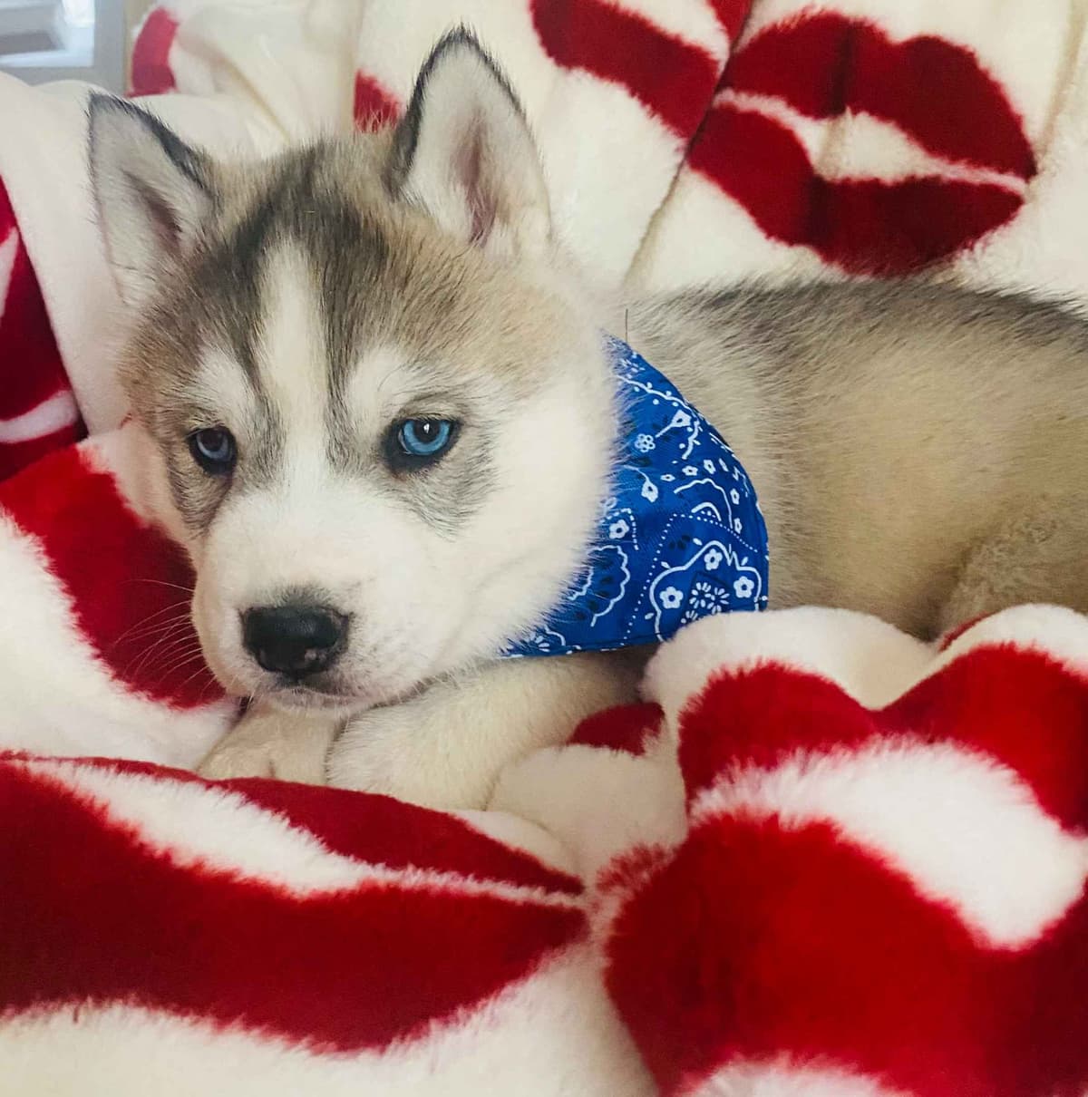 AKC Champion Bloodline Siberian Husky Puppies breeder image 8