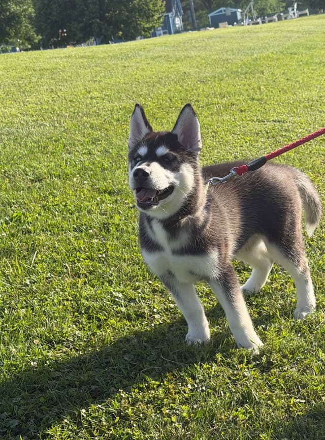 AKC Champion Bloodline Siberian Husky Puppies media 2