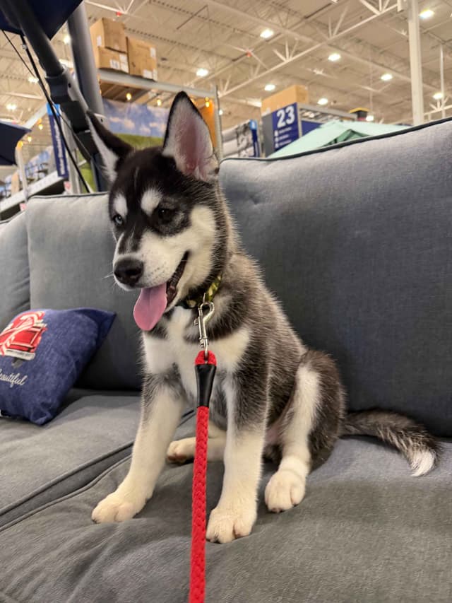 AKC Champion Bloodline Siberian Husky Puppies media 4