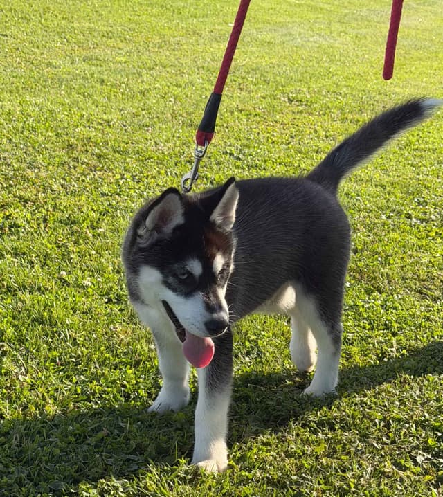 AKC Champion Bloodline Siberian Husky Puppies media 5