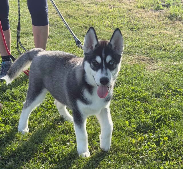 AKC Champion Bloodline Siberian Husky Puppies media 7