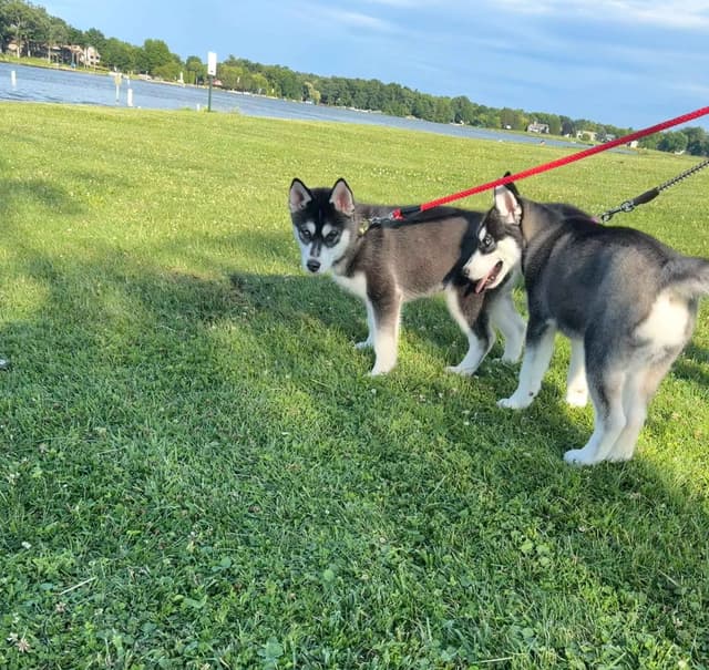 AKC Champion Bloodline Siberian Husky Puppies media 8