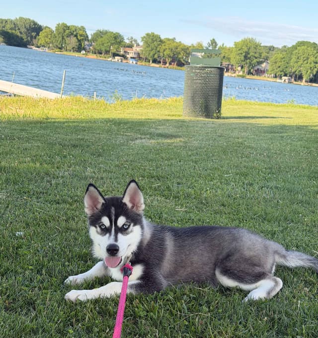 AKC Champion Bloodline Siberian Husky Puppies media 9