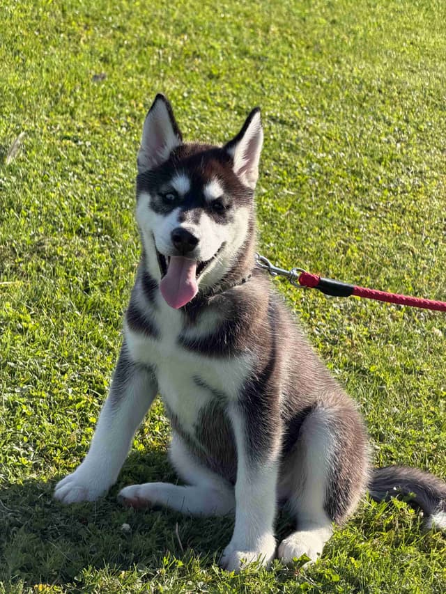 AKC Champion Bloodline Siberian Husky Puppies media 11