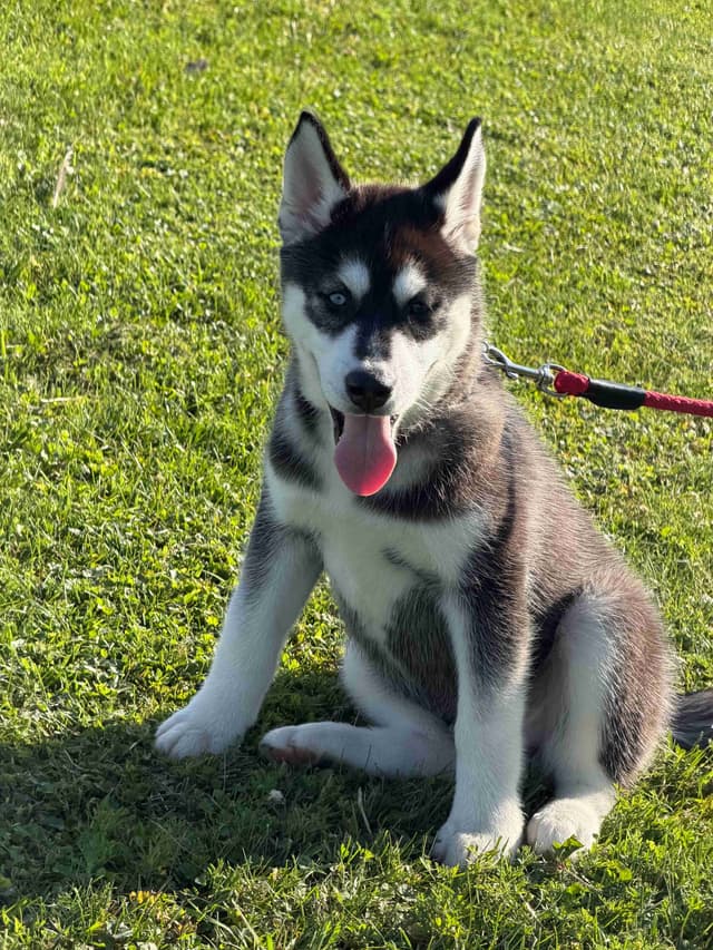 AKC Champion Bloodline Siberian Husky Puppies media 10