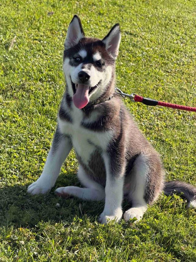 AKC Champion Bloodline Siberian Husky Puppies media 13