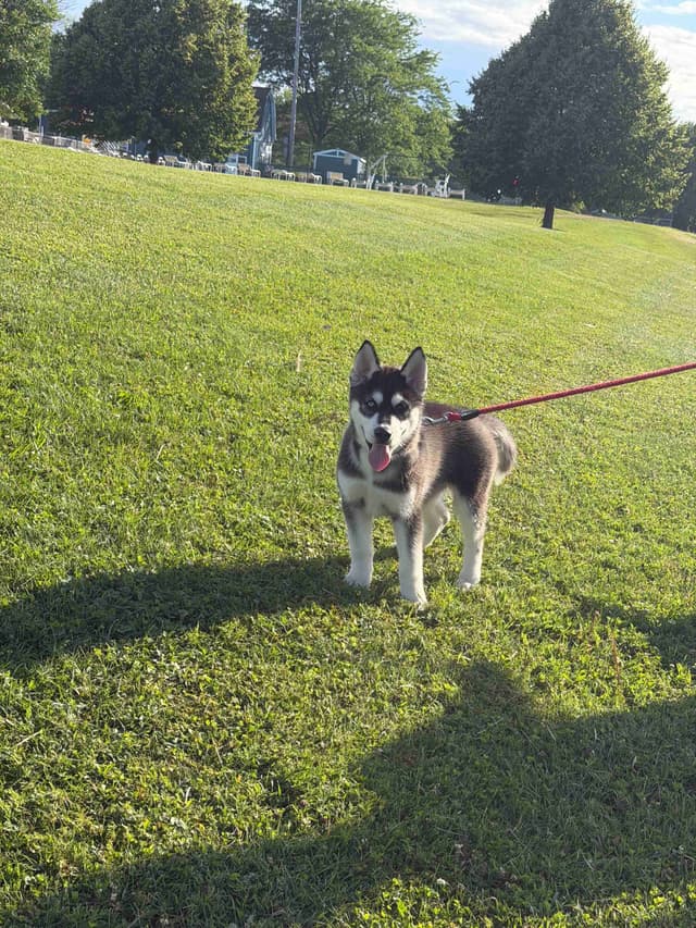 AKC Champion Bloodline Siberian Husky Puppies media 15