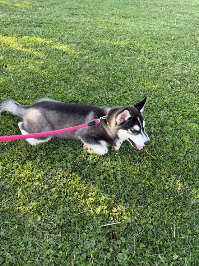 AKC Champion Bloodline Siberian Husky Puppies media 16