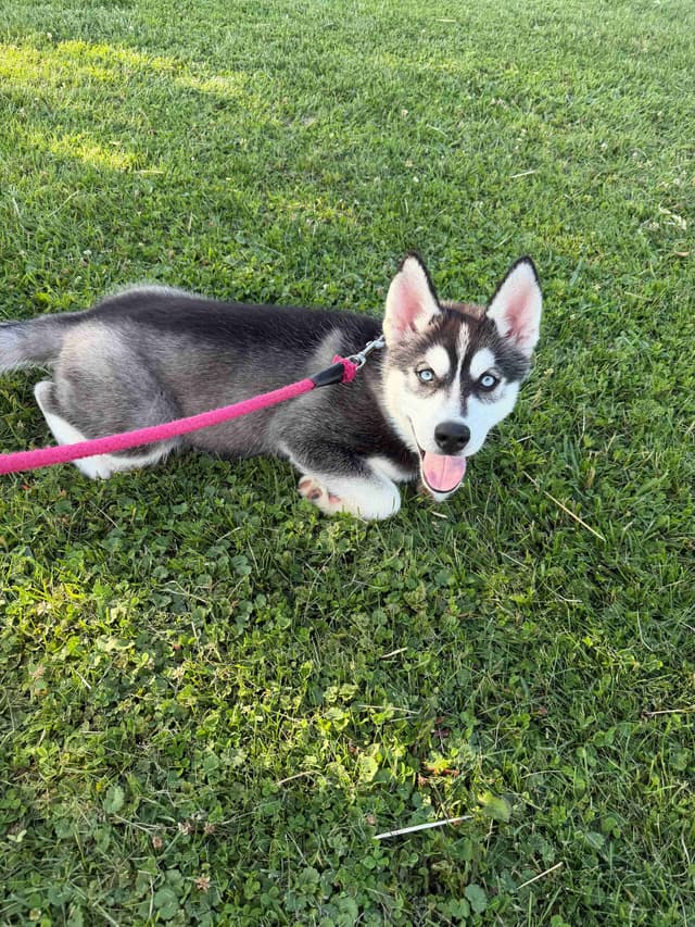 AKC Champion Bloodline Siberian Husky Puppies media 19