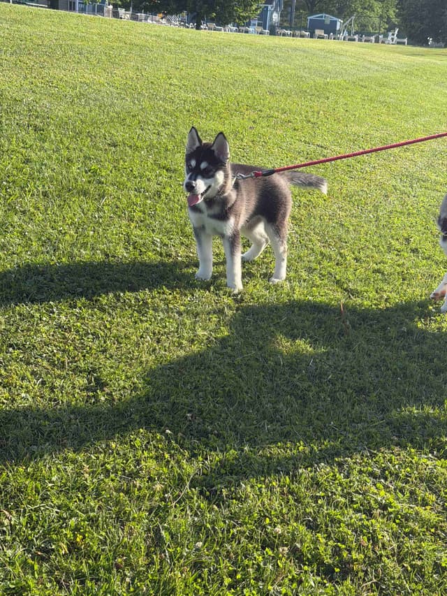 AKC Champion Bloodline Siberian Husky Puppies media 17