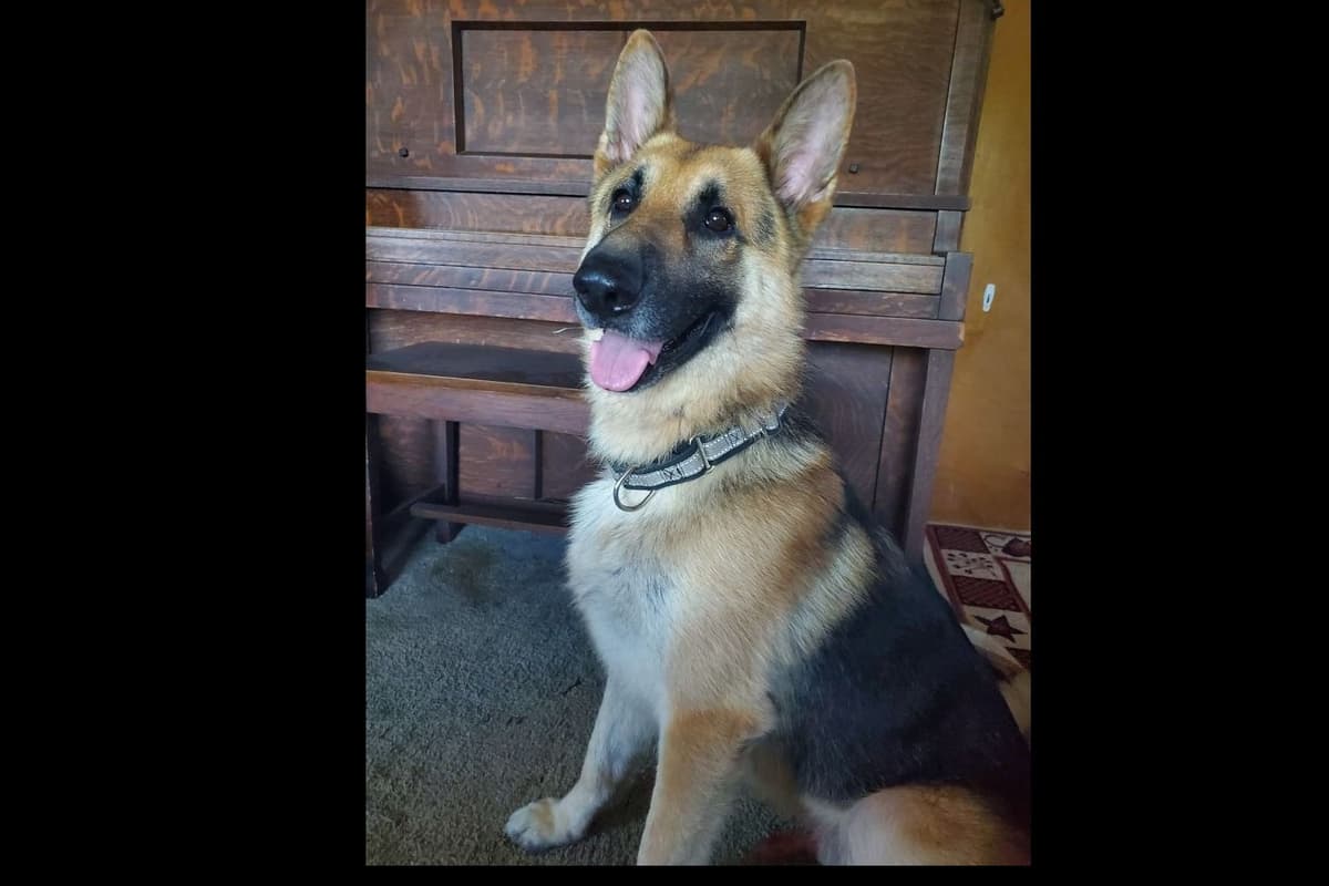 German Shepherd Dog Puppies breeder image 1