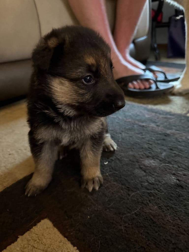 German Shepherd Dog Puppies breeder image 4