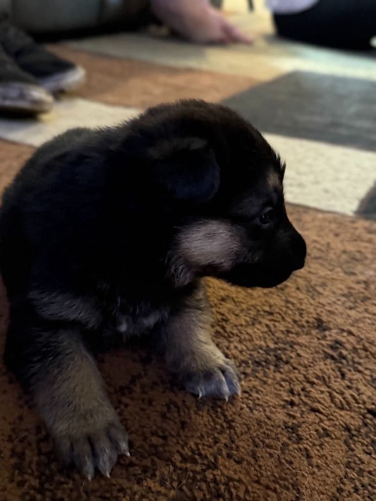 German Shepherd Dog Puppies breeder image 3